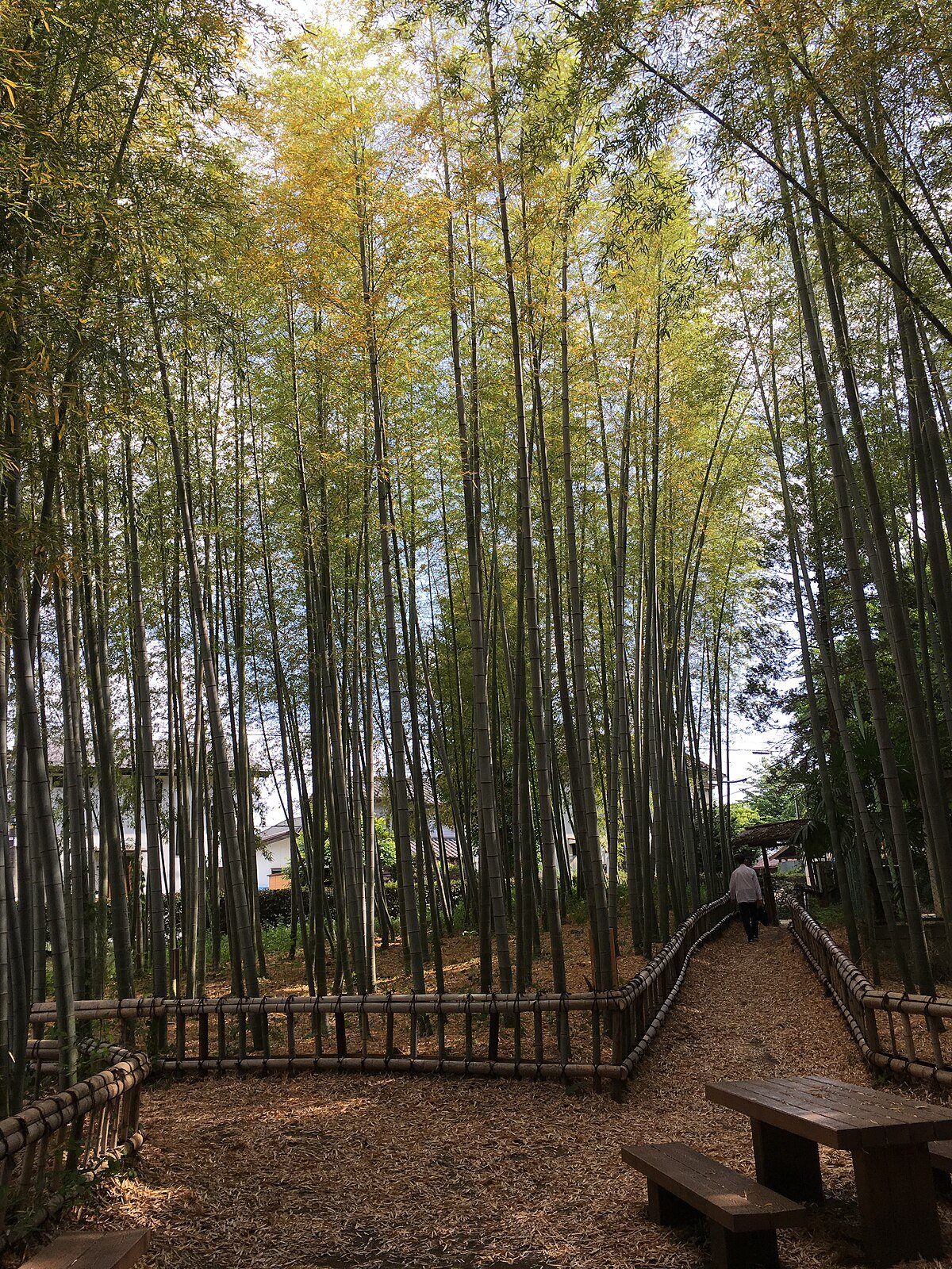 🎋 죽림 공원(치쿠린 코엔) 이미지 6